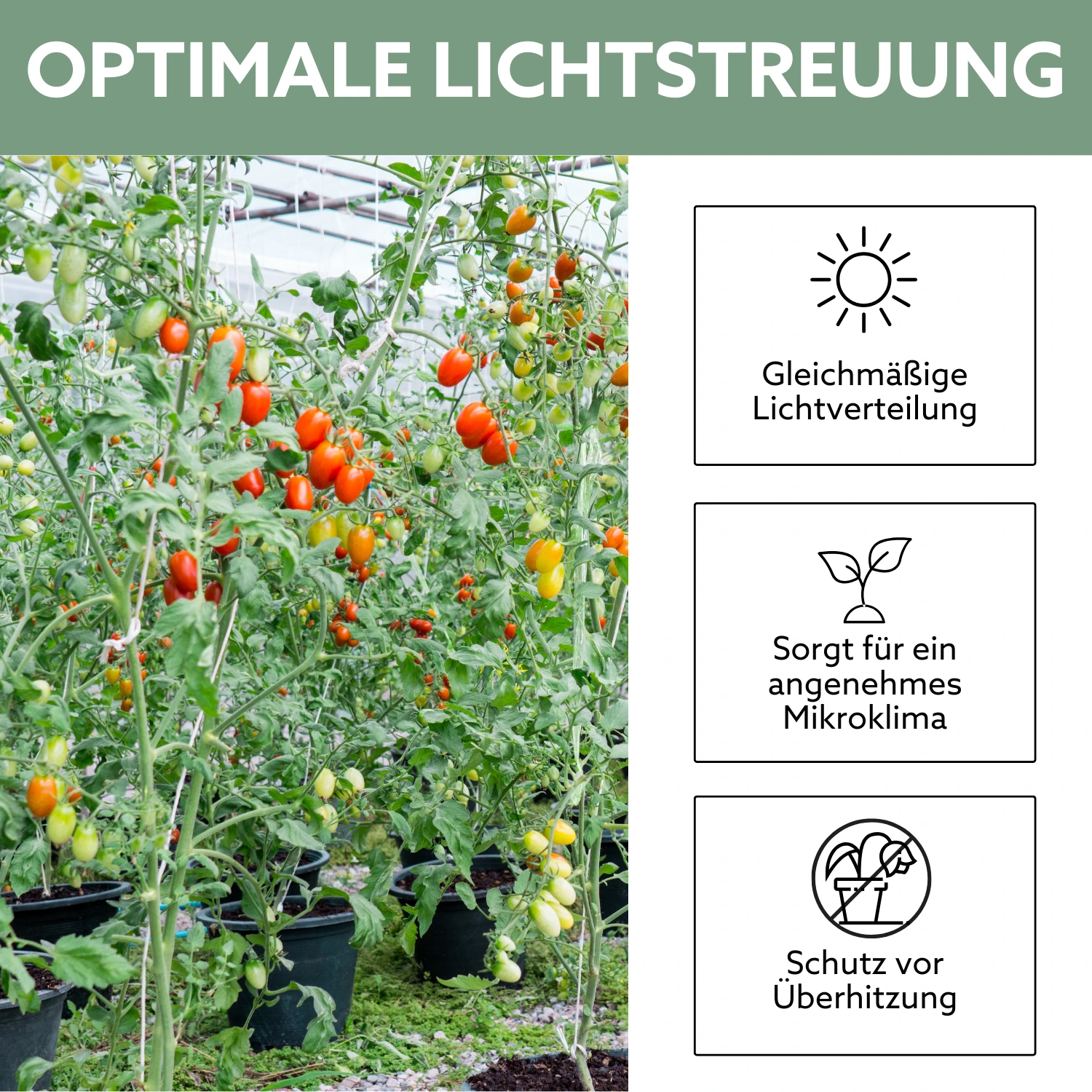 Sonnengereifte Tomatenpflanzen in Gewächshaus aus Glas